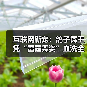 互联网新宠:鸽子舞王凭“雷霆舞姿”血洗全网(图2) 互联网新宠:鸽子舞王凭“雷霆舞姿”血洗全网(图2)